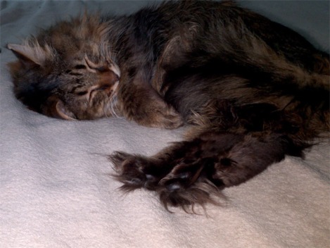 Furry Toes